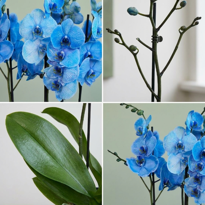 İthal Premium Mavi Orkide - Dört Dallı Canlı Phalaenopsis