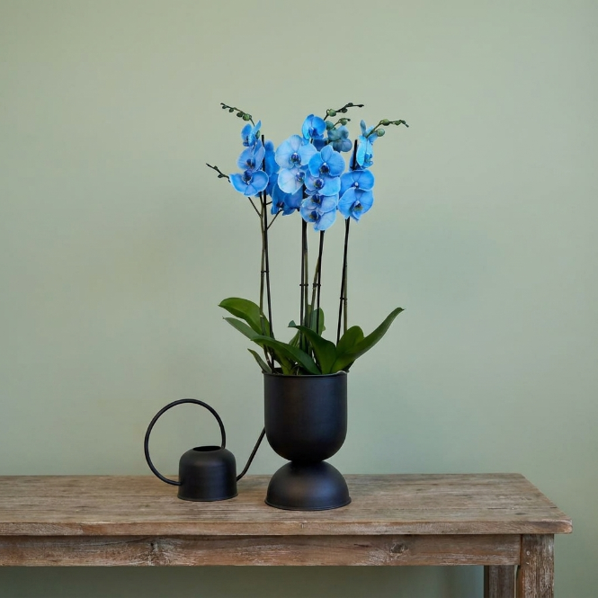 İthal Premium Mavi Orkide - Dört Dallı Canlı Phalaenopsis
