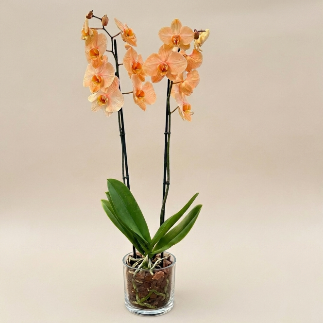 İthal Somon Orkide - Çift Dallı Canlı Phalaenopsis Orkide