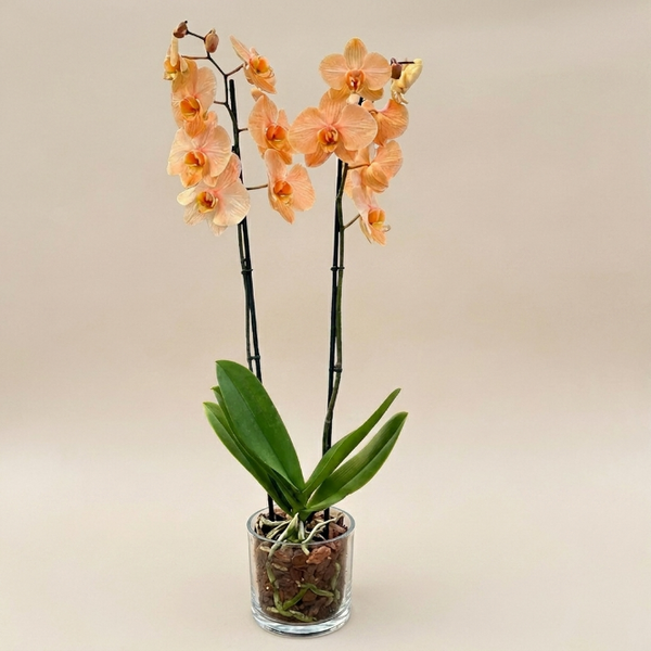 İthal Somon Orkide - Çift Dallı Canlı Phalaenopsis Orkide