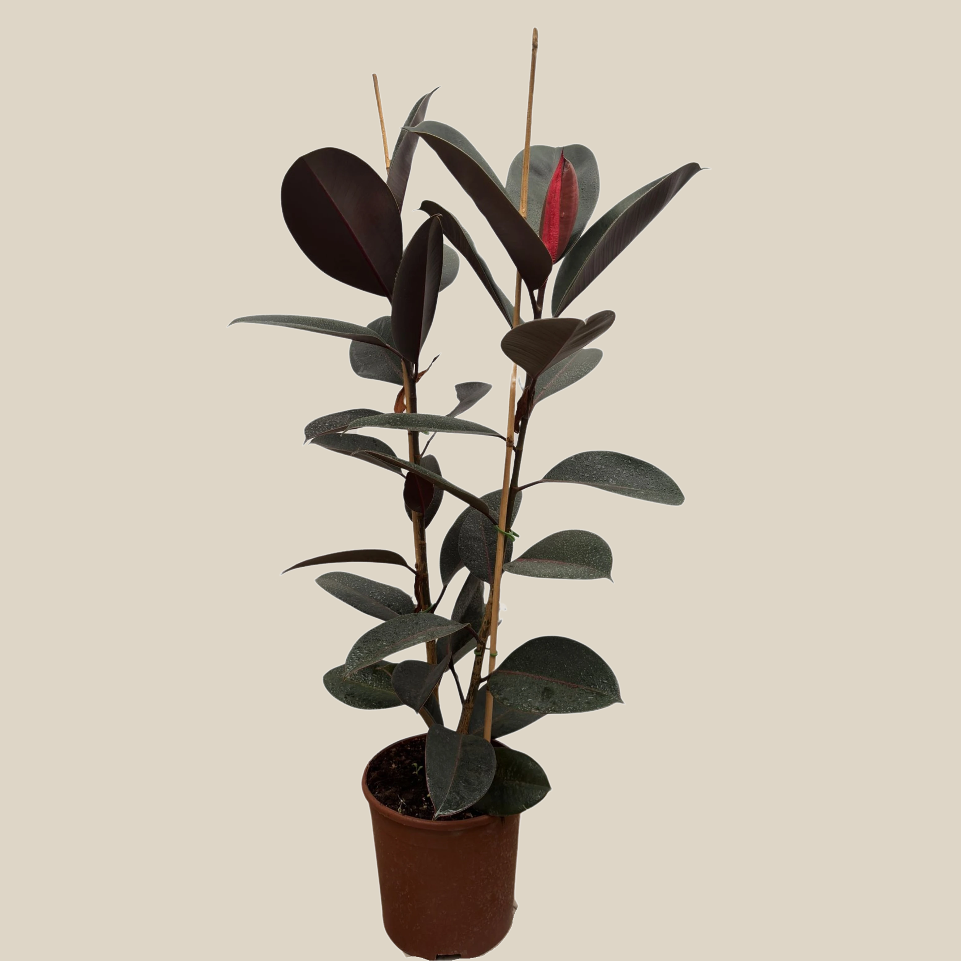 Ficus Elastica Abidjan - Siyah Kauçuk Çiçeği - 2 Gövdeli - İç Mekan Bitkisi