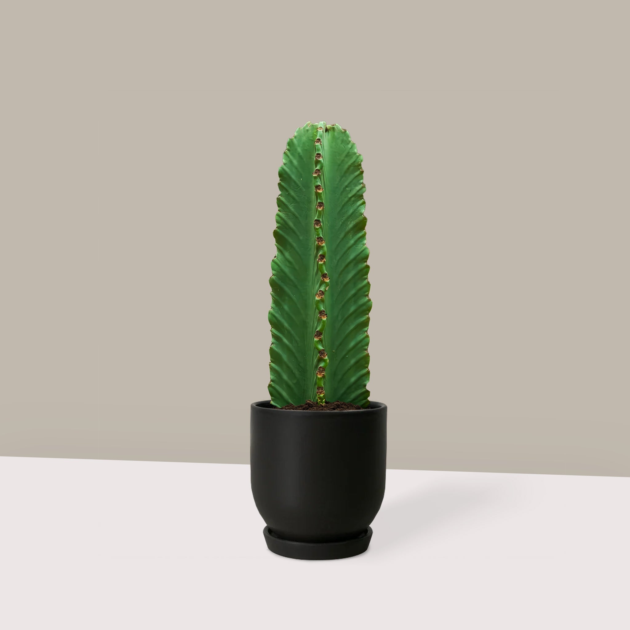 Kovboy Kaktüs-Dikensiz Süt Ağacı - Euphorbia Ingens