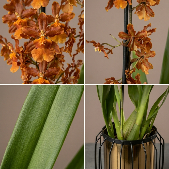 Nadir Cambria Oncidium Orkide - Turuncu Bakır Tonlu Koleksiyon Türü