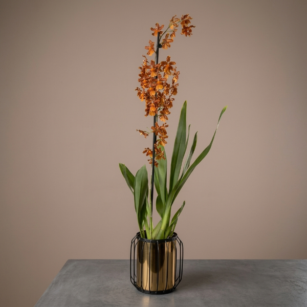 Nadir Cambria Oncidium Orkide - Turuncu Bakır Tonlu Koleksiyon Türü
