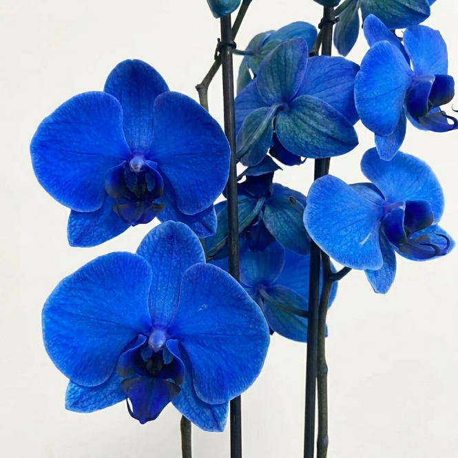 Orkide Mavi Çift Dallı İthal (Phalaenopsis)