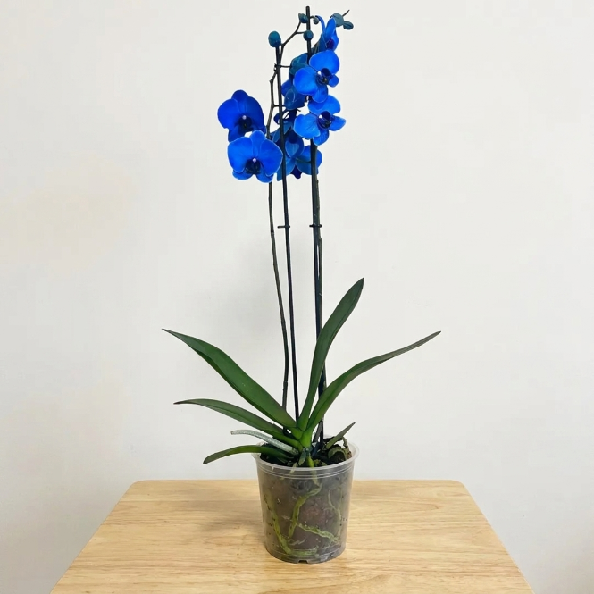 Orkide Mavi Çift Dallı İthal (Phalaenopsis)