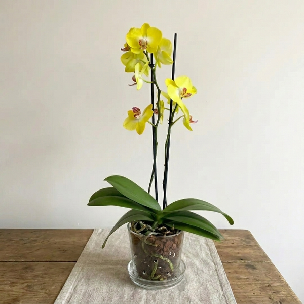 Sarı Orkide Çift Dallı İthal Canlı Phalaenopsis Salon Bitkisi