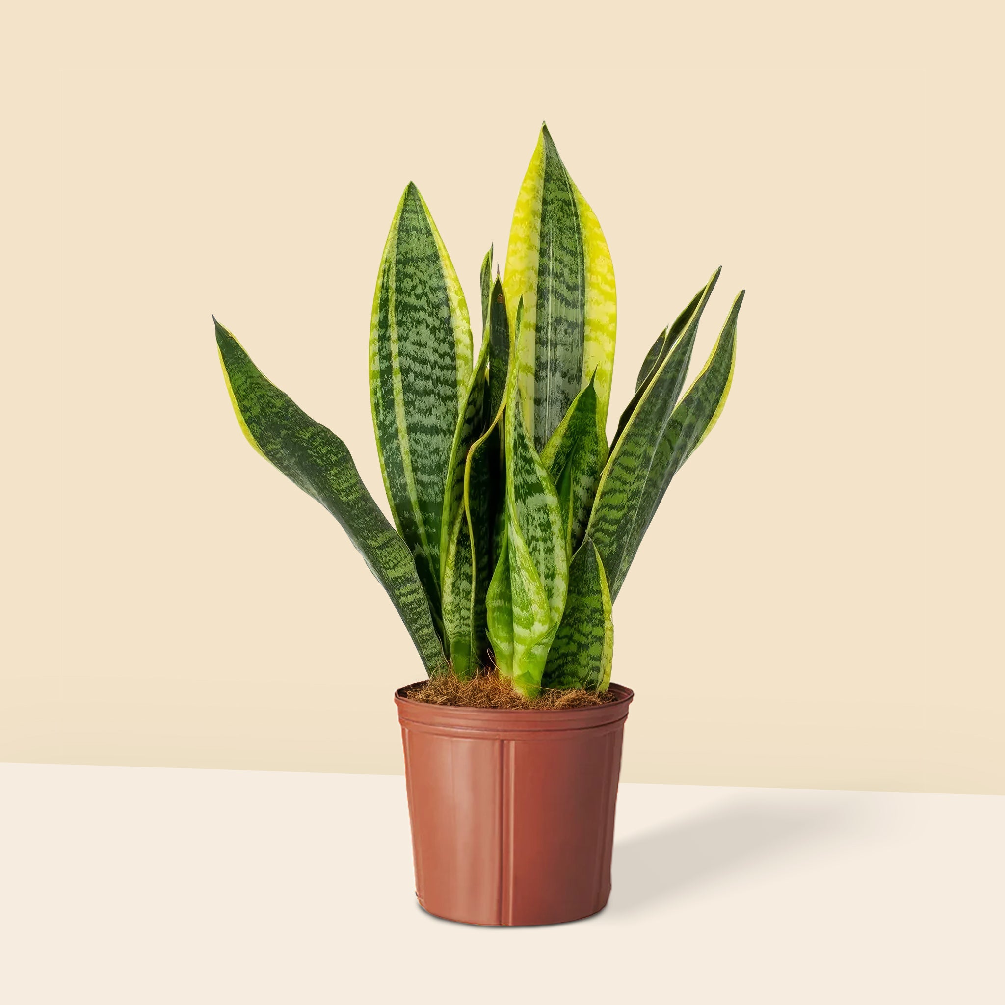 Paşa Kılıcı 30-40 cm Sansevieria Laurentii