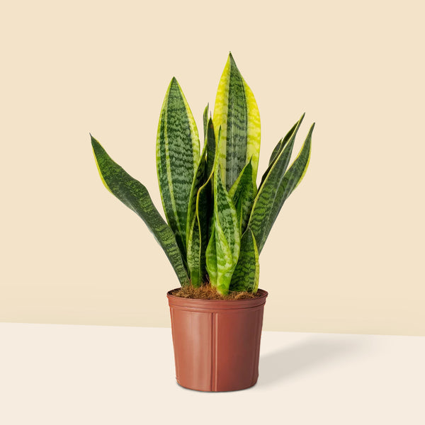 Paşa Kılıcı 30-40 cm Sansevieria Laurentii