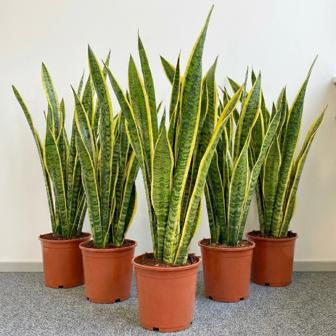 Canlı Paşa Kılıcı Çiçeği - Sarı Alacalı Kılıç Çiçeği (Sansevieria Laurentii)