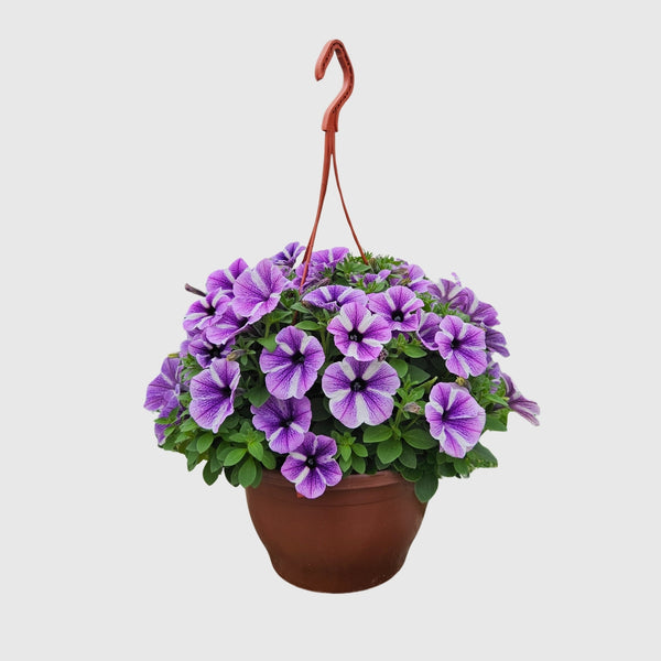Askılı Petunya 24 cm Çap – Çiçekli Balkon ve Bahçe Bitkisi