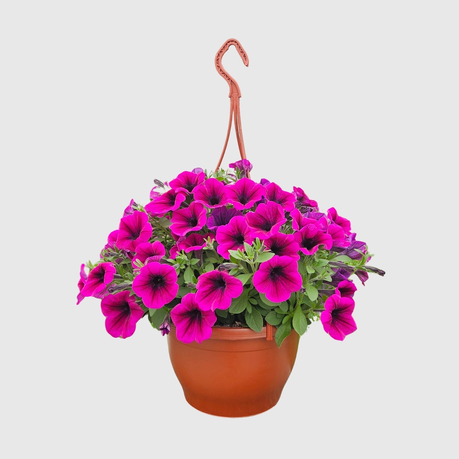 Askılı Petunya 24 cm Çap – Çiçekli Balkon ve Bahçe Bitkisi