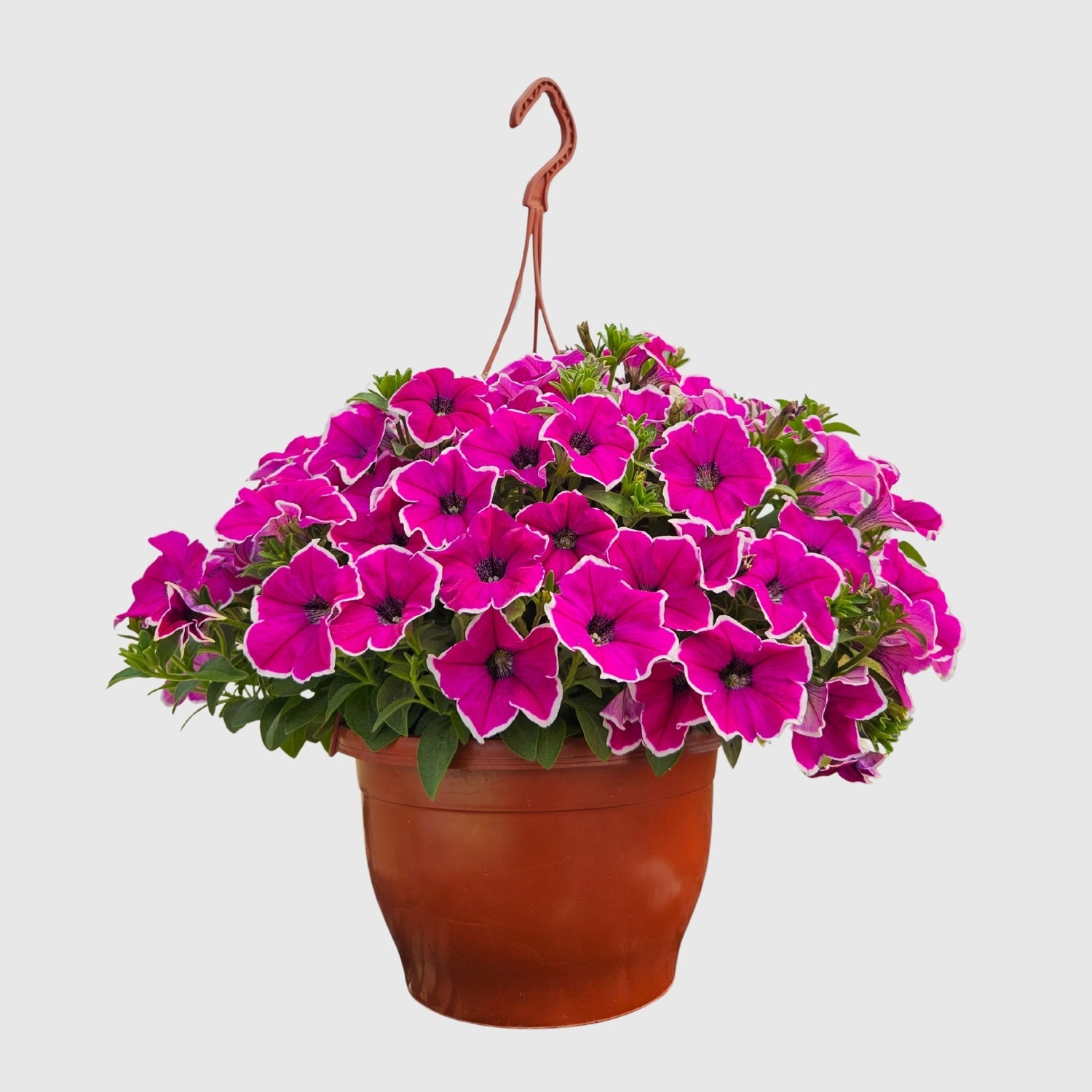 Askılı Petunya 24 cm Çap – Çiçekli Balkon ve Bahçe Bitkisi