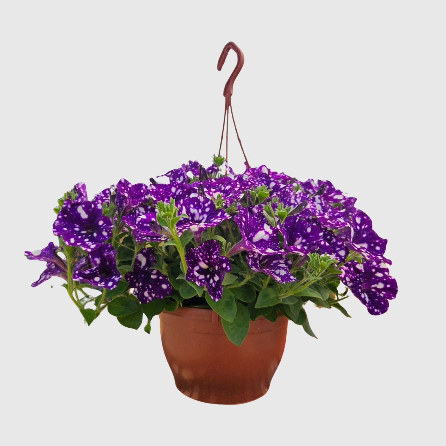 Askılı Petunya 24 cm Çap – Çiçekli Balkon ve Bahçe Bitkisi
