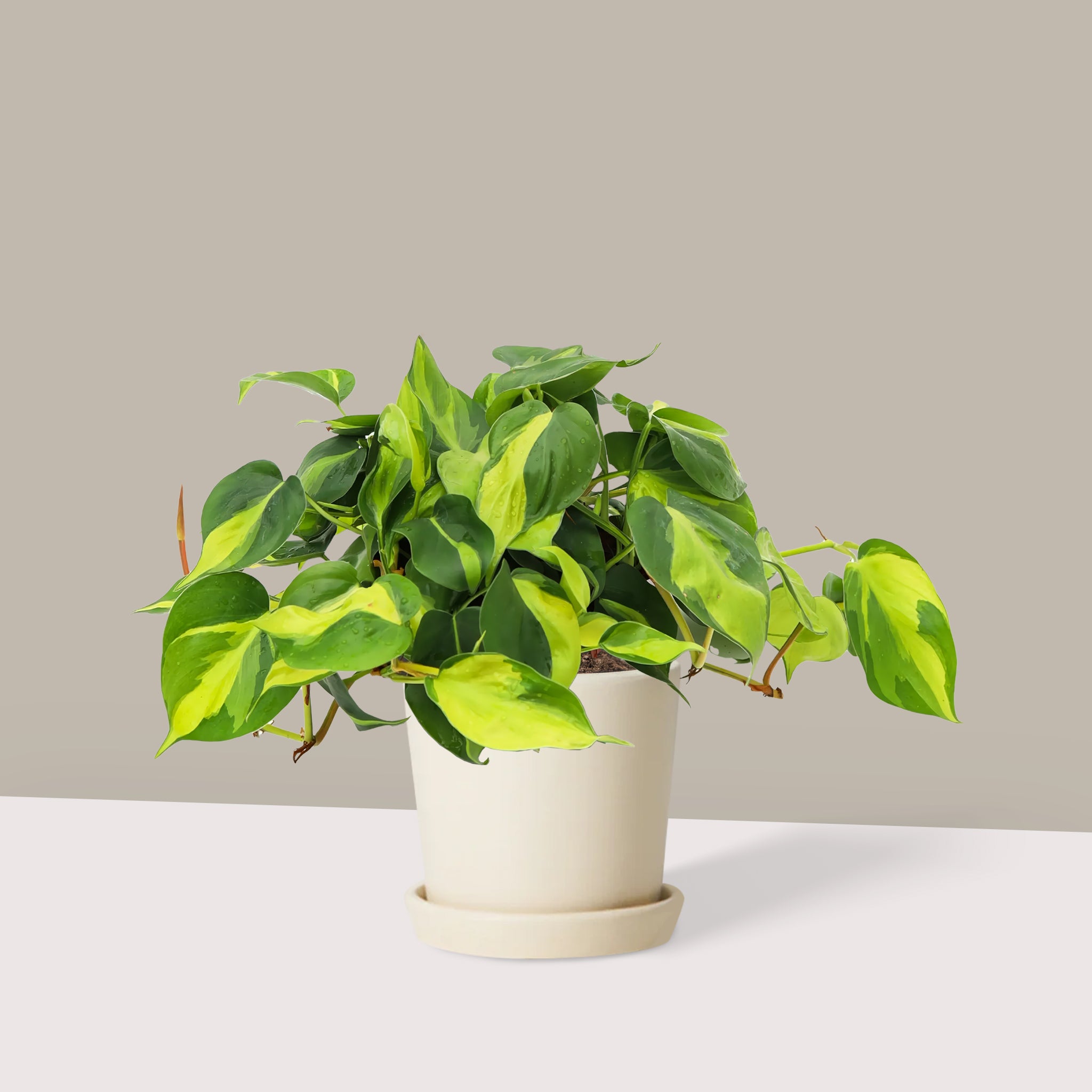 Salon Sarmaşığı Alacalı Kalp Yapraklı (Philodendron Scandens Brasil) 40-50 cm