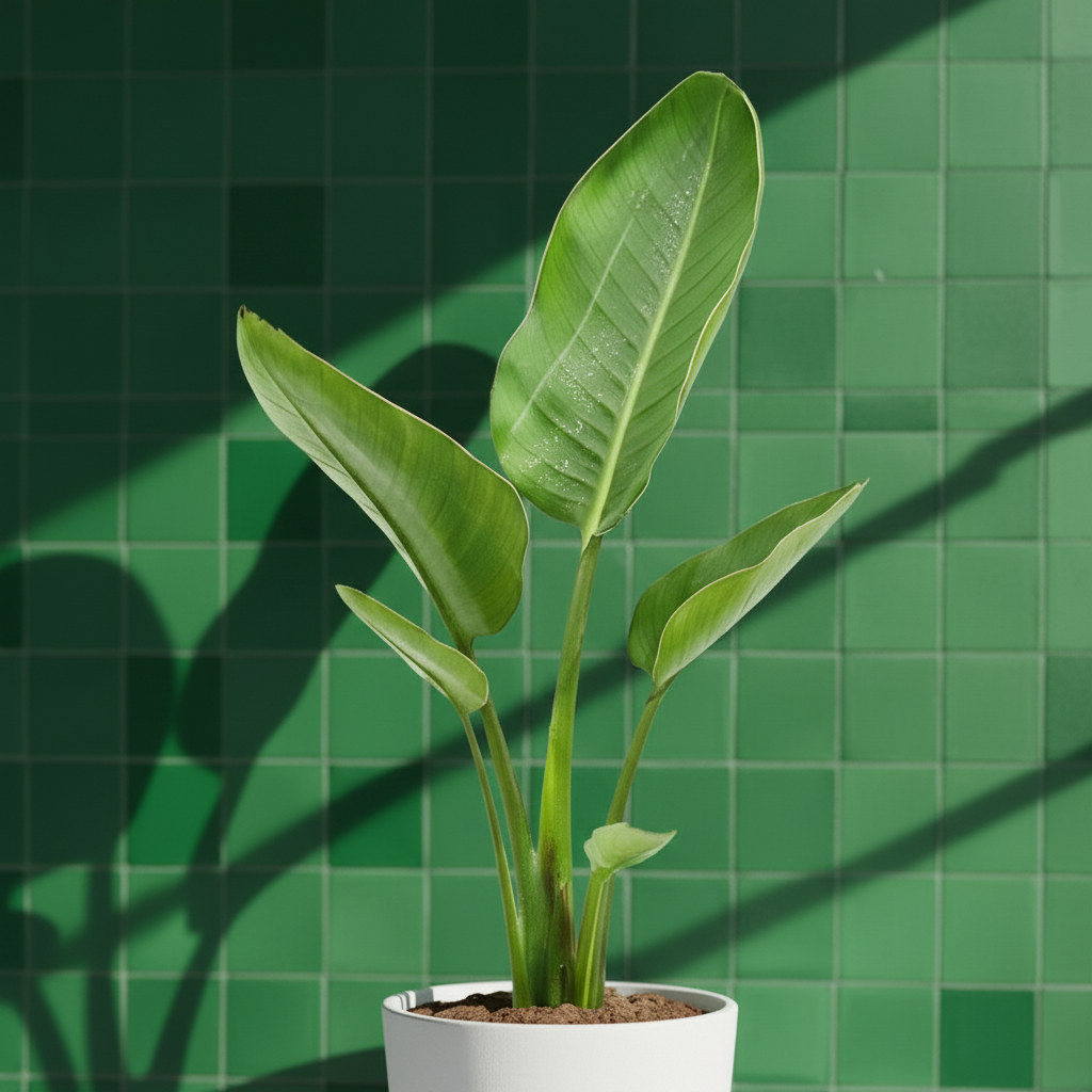 Starliçe 40-50 cm (Strelitzia Nicolai) Dekoratif Salon Bitkisi