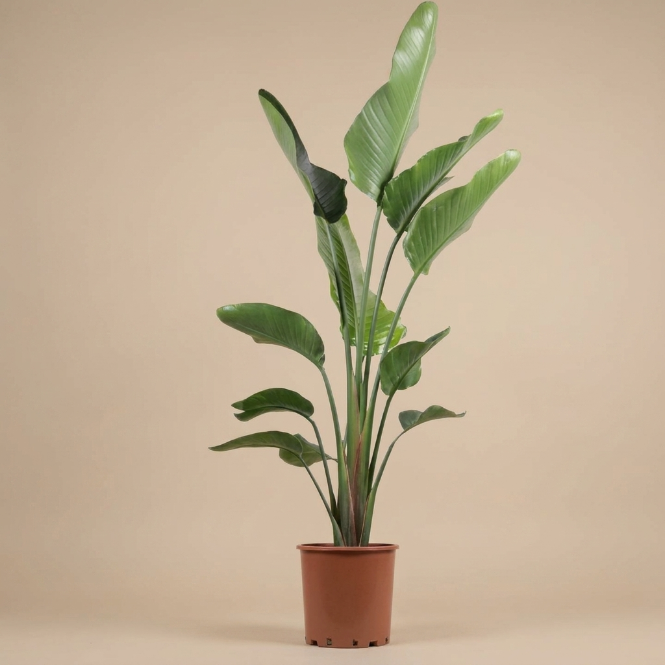 Büyük Boy Starliçe Çiçeği 3 Köklü XL - Canlı Cennet Kuşu (Strelitzia Nicolai)
