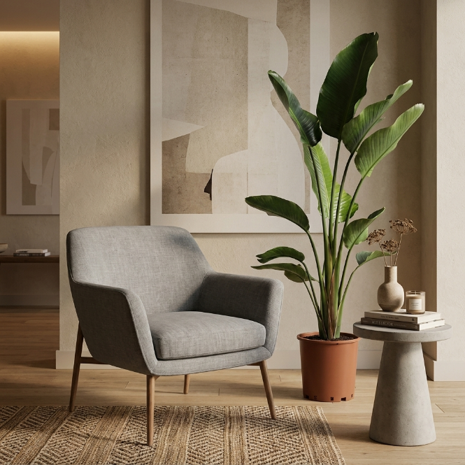 Büyük Boy Starliçe Çiçeği 3 Köklü XL - Canlı Cennet Kuşu (Strelitzia Nicolai)