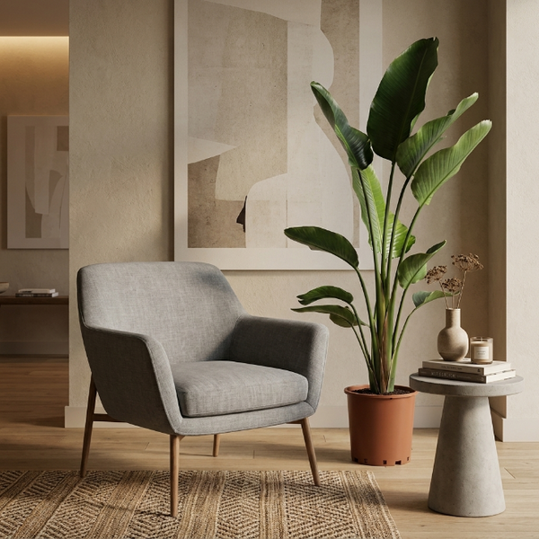 Büyük Boy Starliçe Çiçeği 3 Köklü XL - Canlı Cennet Kuşu (Strelitzia Nicolai)