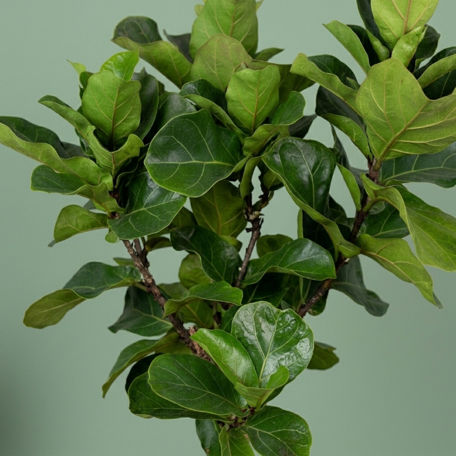 Ficus Lyrata Bambino Tijli Keman Yapraklı Kauçuk Bitkisi 130-140 cm