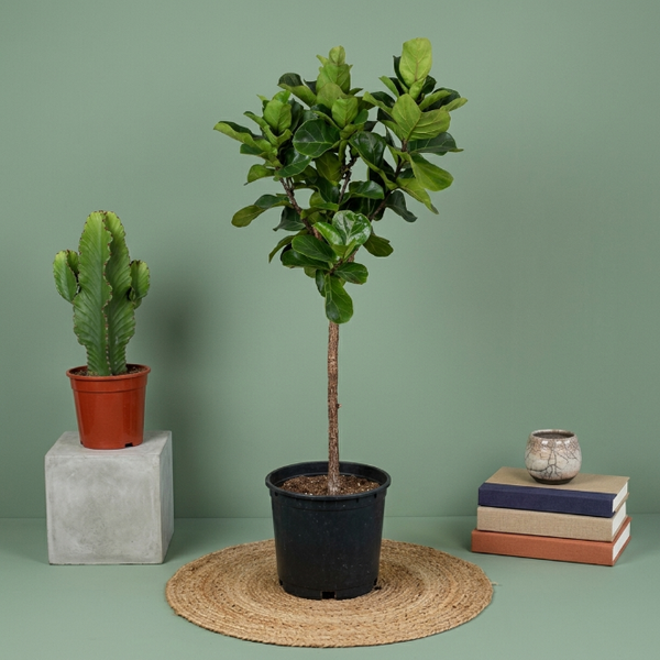 Ficus Lyrata Bambino Tijli Keman Yapraklı Kauçuk Bitkisi 130-140 cm