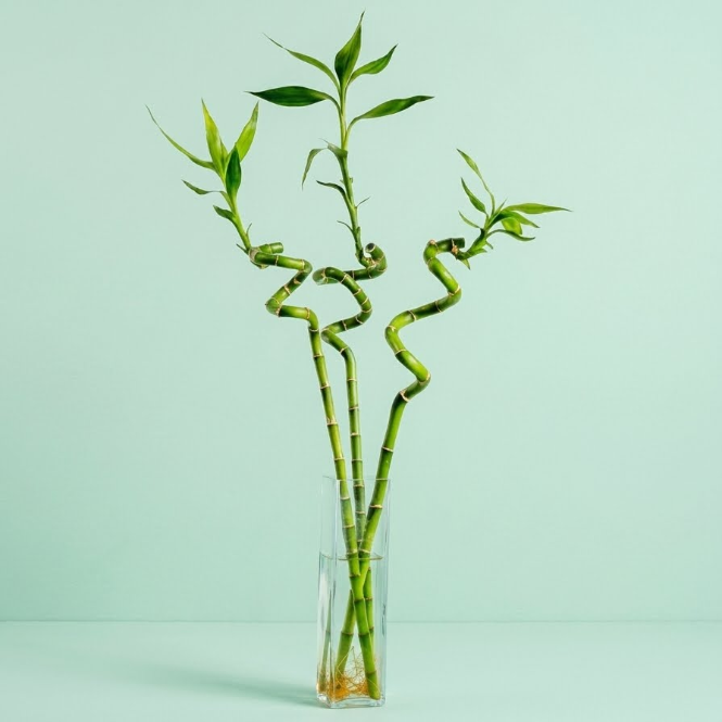 Üçlü Şans Bambusu Seti - Dekoratif Canlı Lucky Bamboo 50-60 cm