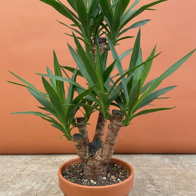Çatallı Yuka Avize Çiçeği Yucca Elephantipes Dayanıklı Salon Ağacı
