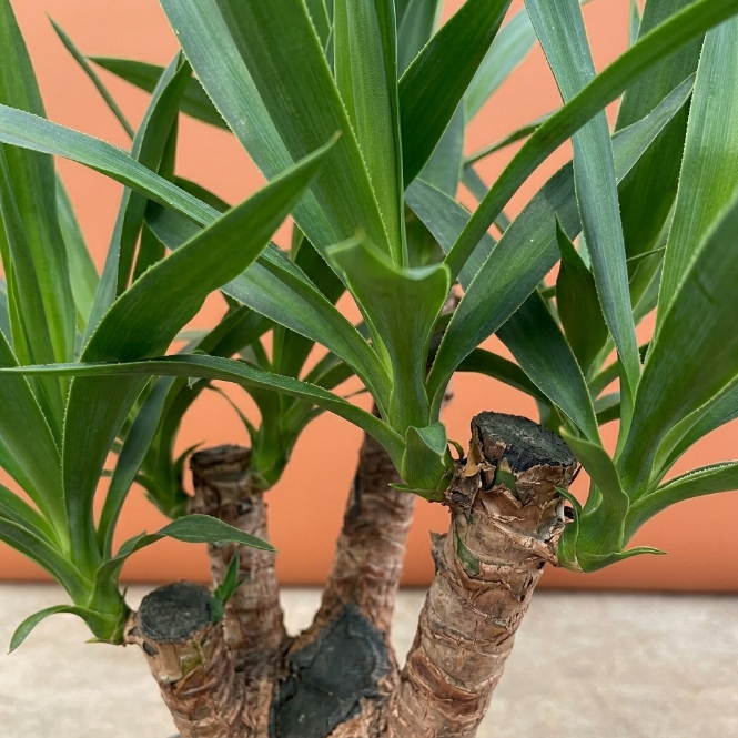 Çatallı Yuka Avize Çiçeği Yucca Elephantipes Dayanıklı Salon Ağacı
