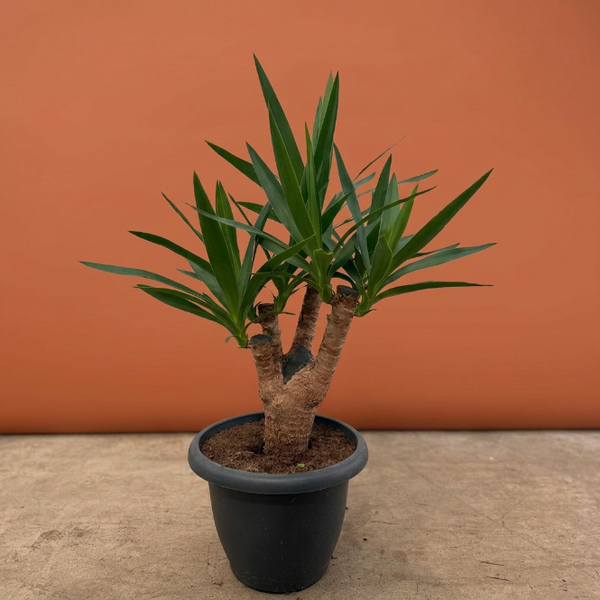 Çatallı Yuka Avize Çiçeği Yucca Elephantipes Dayanıklı Salon Ağacı