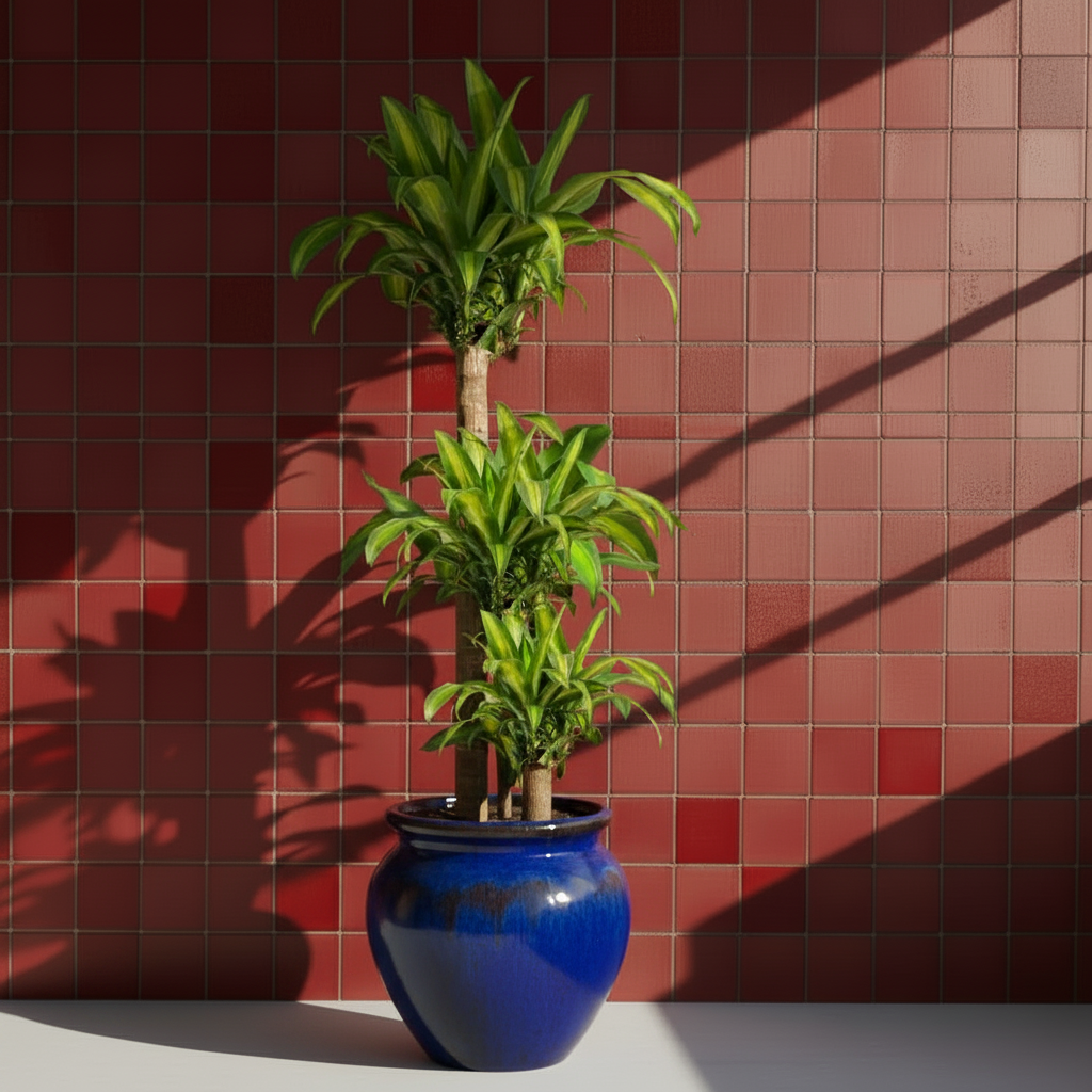Dracaena Massengena 3 Gövdeli (Yucca Çiçeği) | 140-150 cm İthal Salon Bitkisi