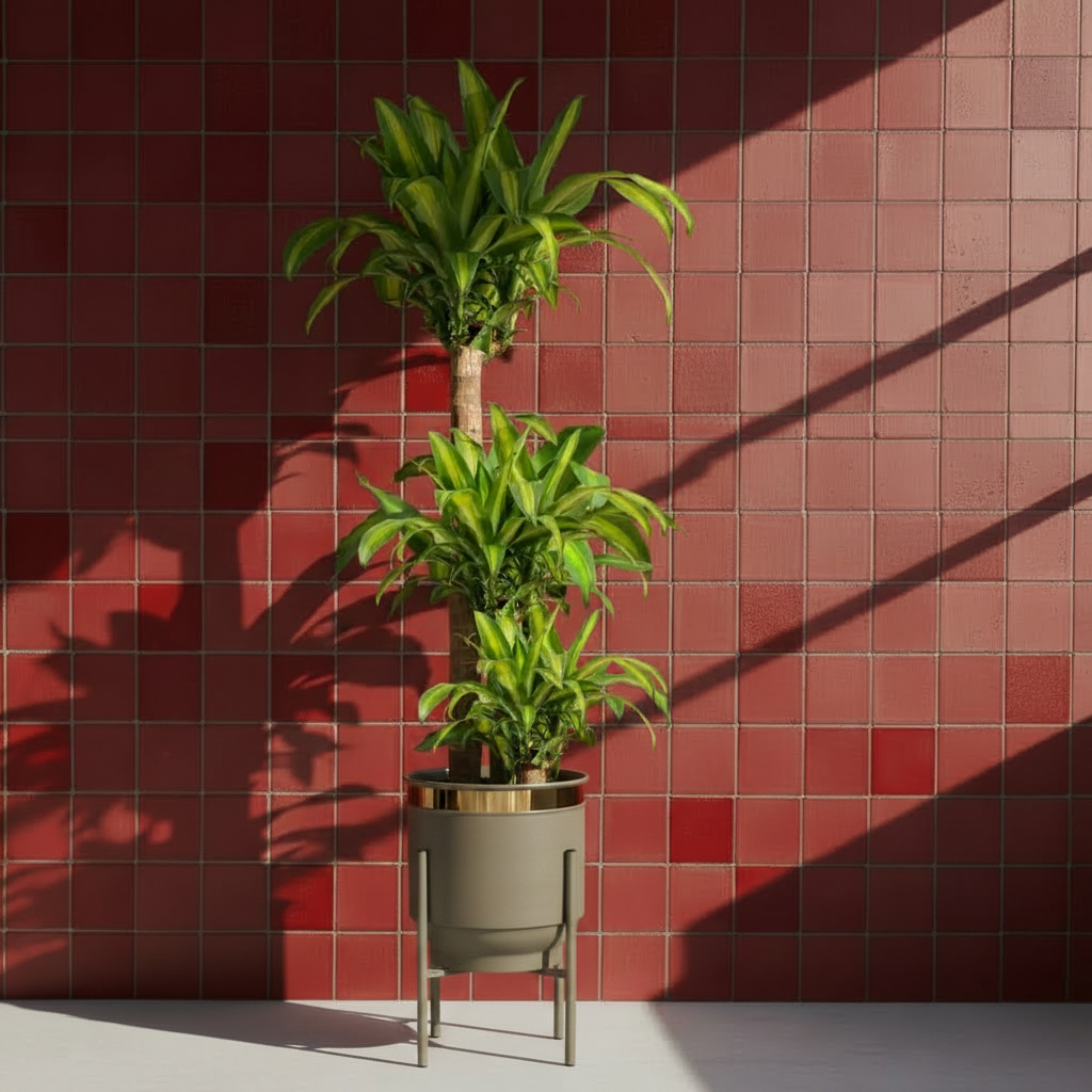Dracaena Massengena 3 Gövdeli (Yucca Çiçeği) | 140-150 cm İthal Salon Bitkisi