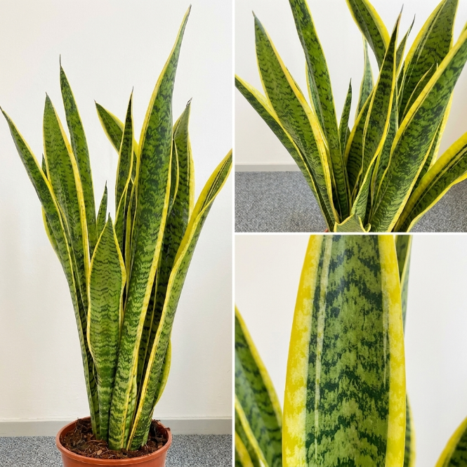 Canlı Paşa Kılıcı Çiçeği - Sarı Alacalı Kılıç Çiçeği (Sansevieria Laurentii)
