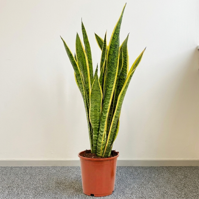 Canlı Paşa Kılıcı Çiçeği - Sarı Alacalı Kılıç Çiçeği (Sansevieria Laurentii)